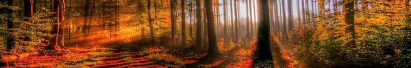 Wallpaper 000031