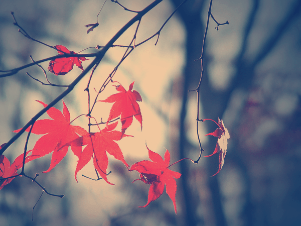 Fall