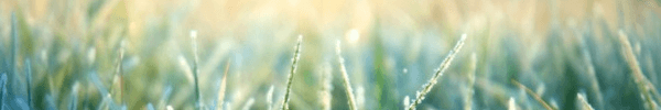 Morning Grass